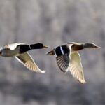 Live Welcoming Spring with Migratory Birds 