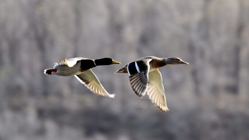 Live Welcoming Spring with Migratory Birds 