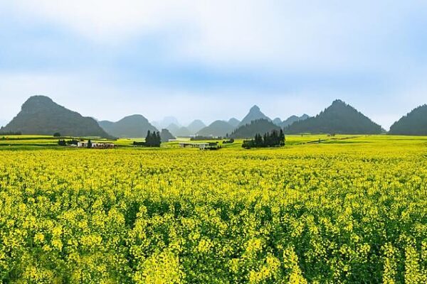 Live: Witness canola flowers blooming in SW China – Ep. 2