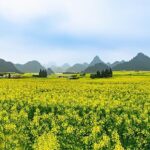 Live Witness Canola Flowers Blooming in Sw China Ep 3 