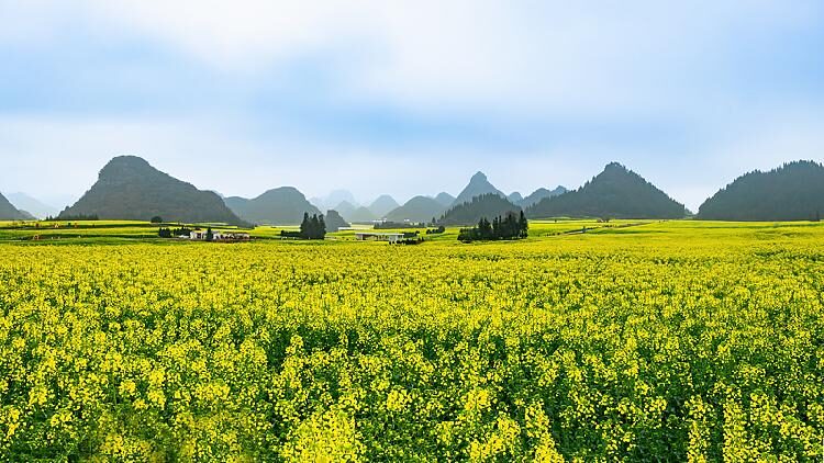 Live Witness Canola Flowers Blooming in Sw China  Ep 3 