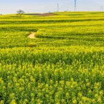 Live Witness Canola Flowers Blooming in Sw China Ep 5 