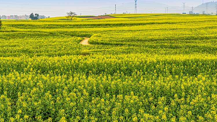 Live Witness Canola Flowers Blooming in Sw China  Ep 5 