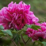 Luoyangs National Peony Garden Brightens Up Spring with Blossoms 
