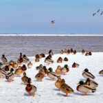 Migratory Birds Grace the Yellow River in Inner Mongolia 