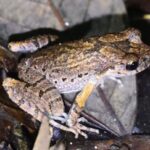 New Leptobrachella Species Found in Central China 