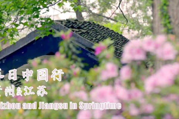 # - My News! off to Jiangsu or Guizhou See Rhododendrons in Full Bloom Video Poster