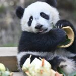 Panda Cub Mei Zhu Greets Visitors at Her Upgraded Home 
