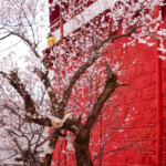 Peach Blossoms Adorn Pabongka Temple in Lhasa 