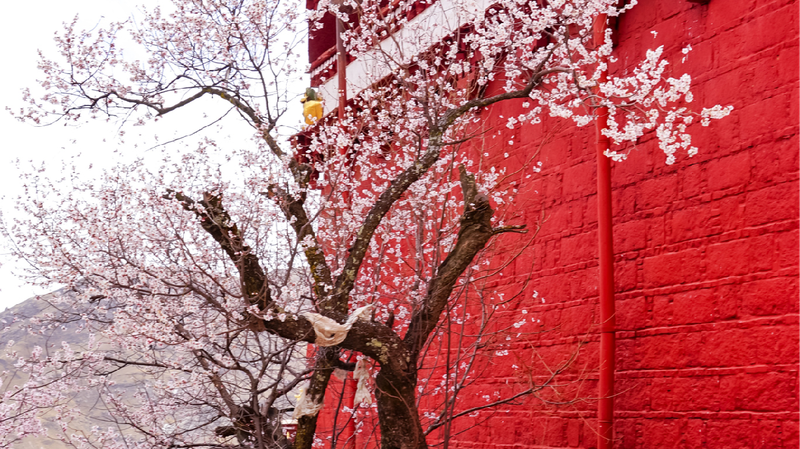 Peach Blossoms Adorn Pabongka Temple in Lhasa 