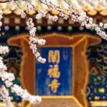 Peach Blossoms Flourish Against Historic Backdrop in Beijing 