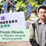 Purple Miracle How Ningxias Vineyards Fuel Green Growth Video Poster 