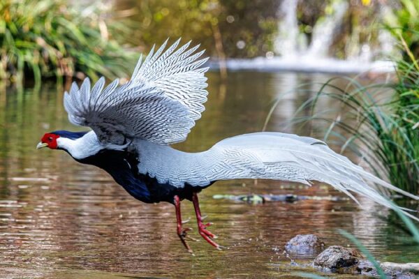 Rare Silver Pheasants Spotted in Rural Fujian Village Rare silver pheasants appear in rural Fujian
