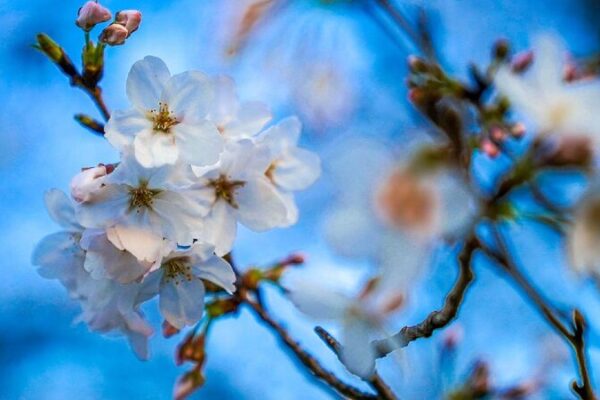 # - My News! Shanghai Records Earliest Annual 30 degree celsius Day Since 1933