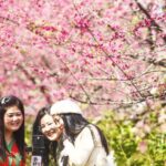 Spring Strolls Among the Cherry Blossoms 