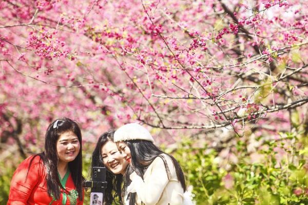 Spring Strolls Among the Cherry Blossoms 