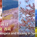 Springtime in China Peach Blossom Wonderlands from Beijing to Xizang Video Poster 