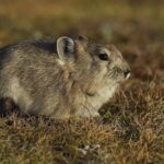 Study Reveals the Microbial Adaptation Mechanism of Plateau Animals 