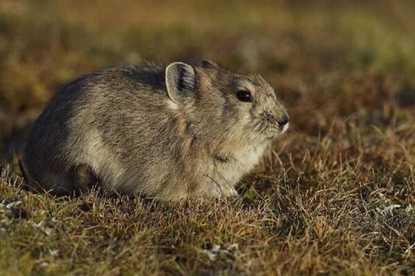 Study reveals the microbial adaptation mechanism of plateau animals