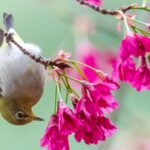 Swinhoes White eye Feeds on Flowering Cherry Blossoms 