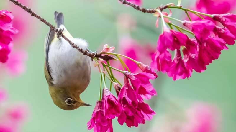 Swinhoes White eye Feeds on Flowering Cherry Blossoms 