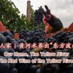 # - My News! the Red Wine of the Yellow River Video Poster