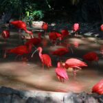 the Scarlet Ibis the Worlds Reddest Bird 