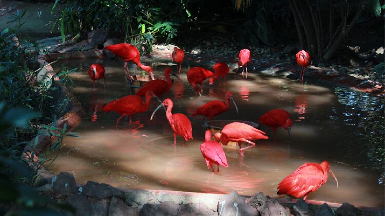the Scarlet Ibis the Worlds Reddest Bird 