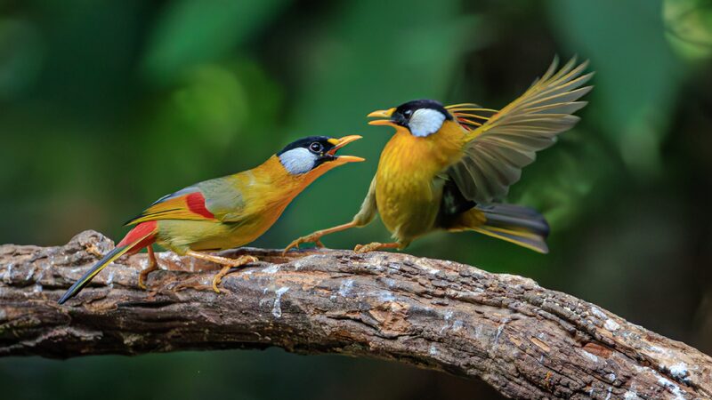 Tiny Bodies Big Attitude Silver eared Mesias Face off in Yunnan 