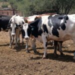 Us mexico Trade Tensions Threaten Agriculture Video Poster 