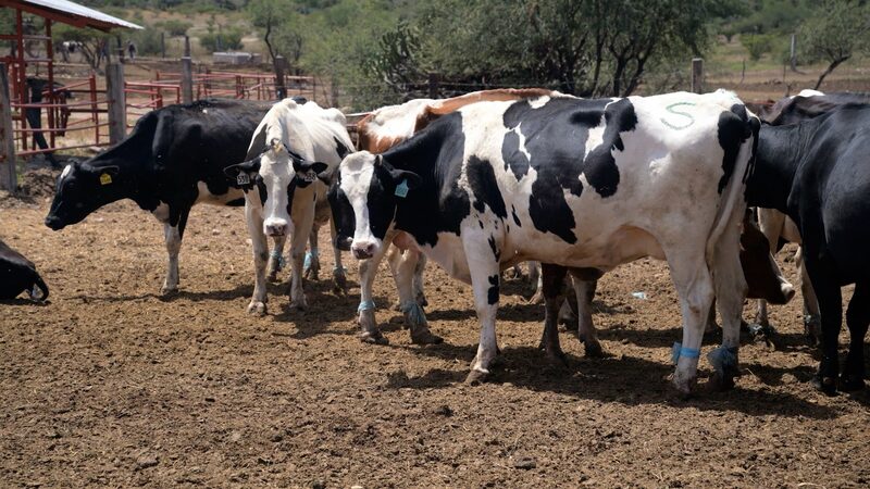 # - My News! Us mexico Trade Tensions Threaten Agriculture Video Poster