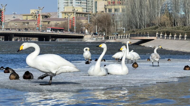 Wild Swans Forage Along Korlas Peacock River 