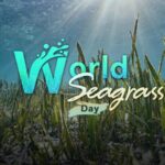 World Seagrass Day the Overlooked Marine Treasure 