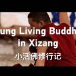 Young Living Buddhas in Xizang Video Poster 