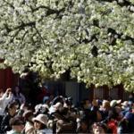 Zhihua Temple Ranks High Among Beijings Top Flower Viewing Spots 