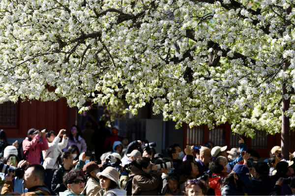 Zhihua Temple Ranks High Among Beijings Top Flower Viewing Spots 