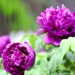 2025 Peony International Communication Forum Opens Video Poster 