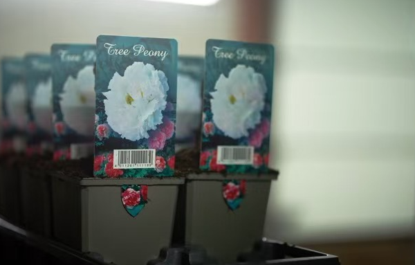 Blooming Friendship: Chinese Peony Grower and Dutch Family Cultivate 22-Year Legacy A floral bond between a Chinese peony grower and a Dutch family video poster