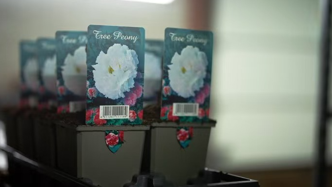 # - My News! a Floral Bond Between a Chinese Peony Grower and a Dutch Family Video Poster