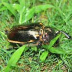 a Green Long March Young Voices Shaping Chinas Ecological Future 