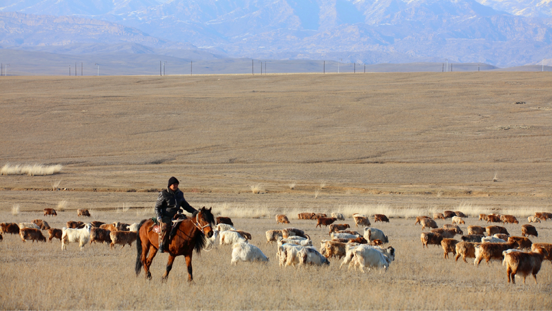 Altays Spring autumn Pastures Welcome Grazing Herds 