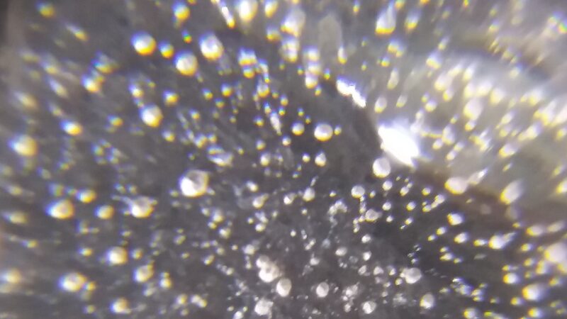 Are microplastics causing the fertility crisis?