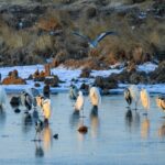 Bird Photography for Conservation Celebrity Inspires Love of Birds 