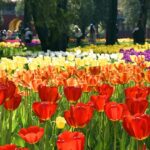 Blooming Tulips Brighten Up Spring in Beijing 