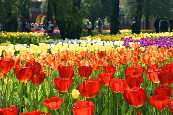 Blooming tulips brighten up spring in Beijing
