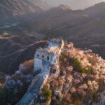 # - My News! Blossoming Apricot Flowers Add Spring Hue to Great Wall