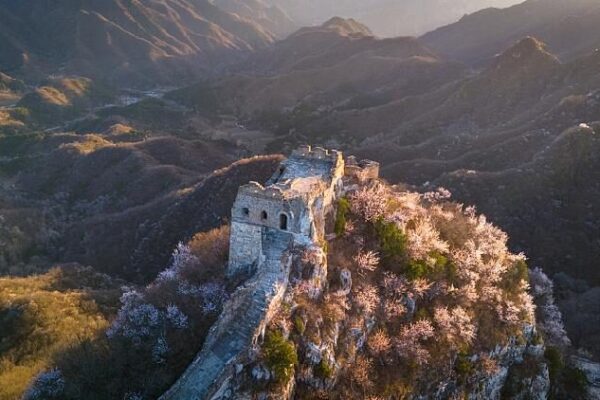 Blossoming apricot flowers add spring hue to Great Wall