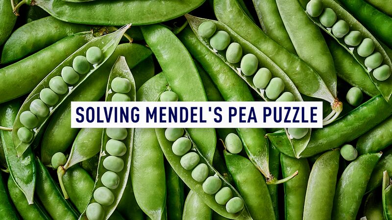# - My News! China uk Collaboration Cracks Code Behind Mendels Famous Peas Video Poster