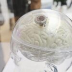 China Advances Bci Research and Policy at Zhongguancun Forum 