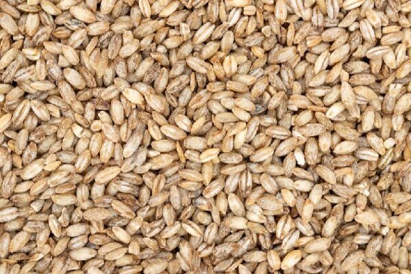 China cultivates first-generation 'space highland barley'